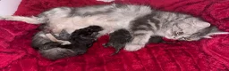 Ragdoll cats for sale: Ragdoll Persian kittens  - Advert 2