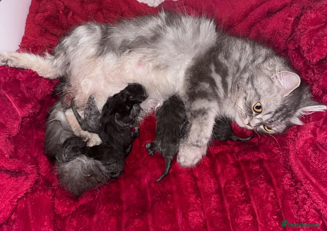 Ragdoll cats for sale: Ragdoll Persian kittens  - Advert 2