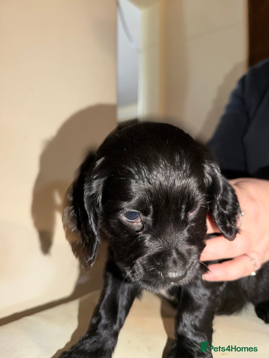 Cocker Spaniel dogs for sale: KC registered Working cocker spaniel puppies  - Advert 4