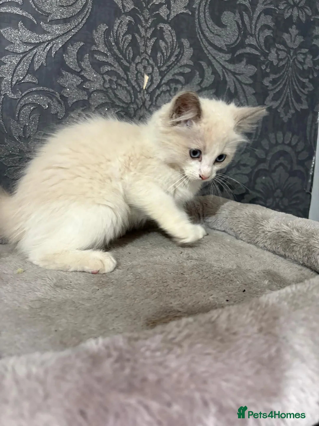 Ragdoll cats for sale: Ragdoll Kittens for sale in Ashton-under-Lyne - Advert 2
