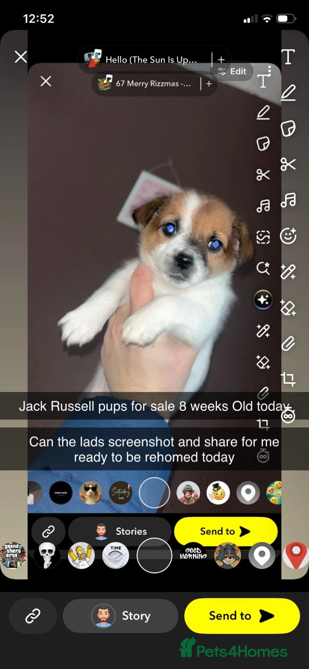 Jack Russell dogs for sale: Two jack russel boys 8wks in Chester-le-Street - Advert 3