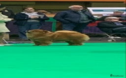 Chow Chow dogs for sale: Show Quality Chows  - Image 4