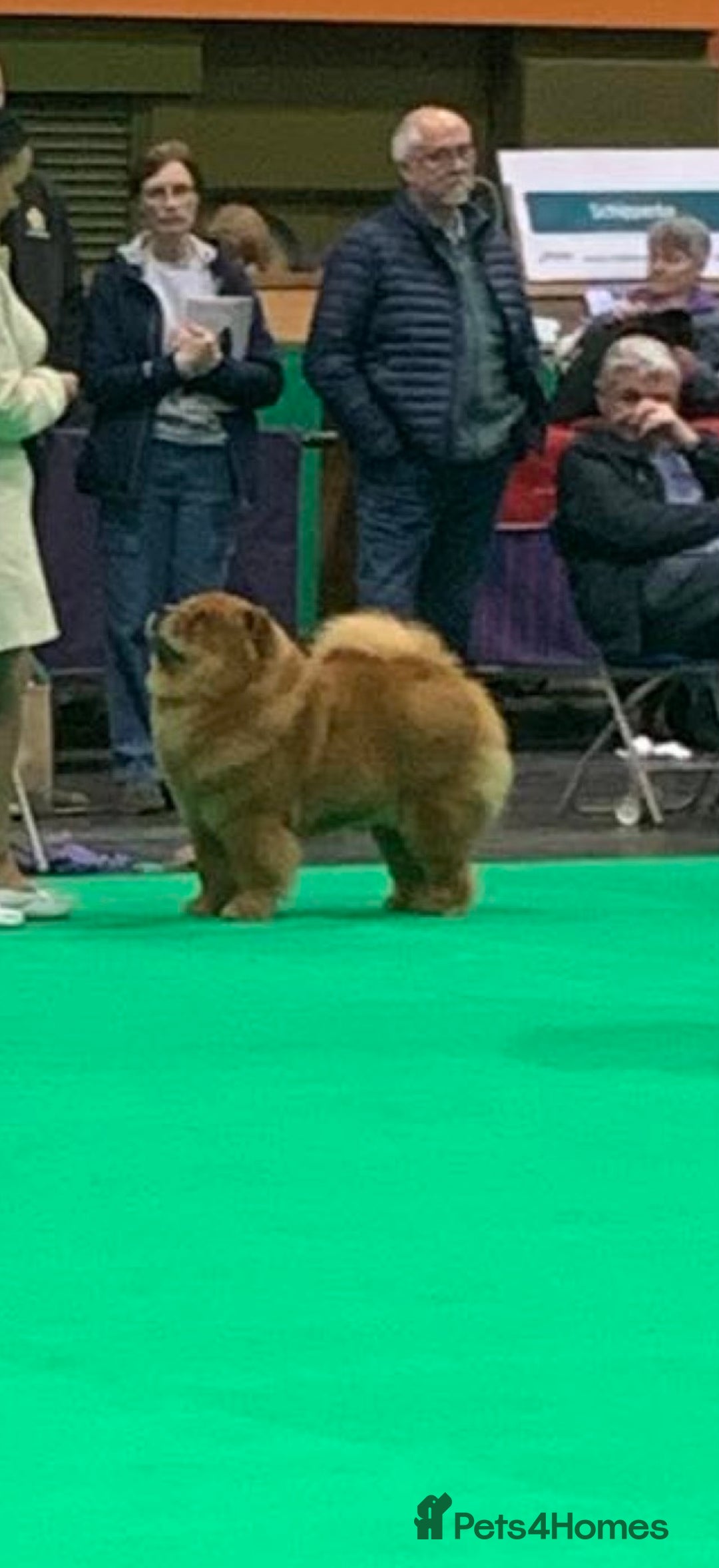 Chow Chow dogs for sale: Show Quality Chows  - Image 4