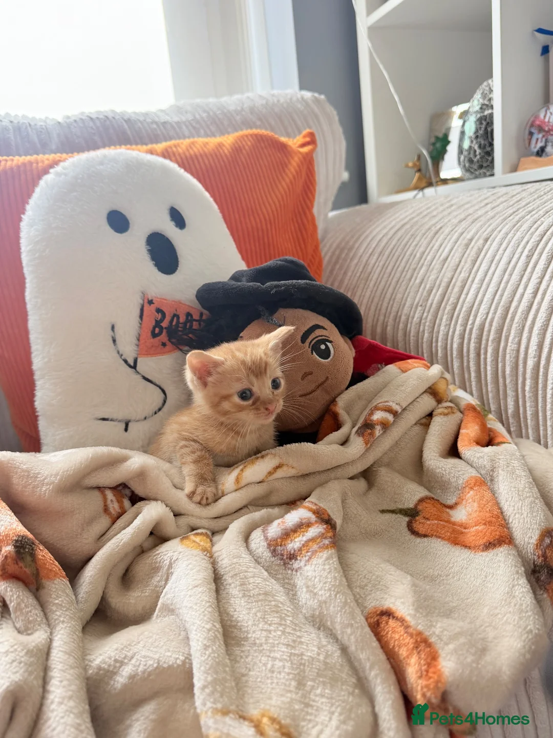 Domestic Shorthair cats for sale: 7 kittens available for homes today  in Wigan - Advert 5