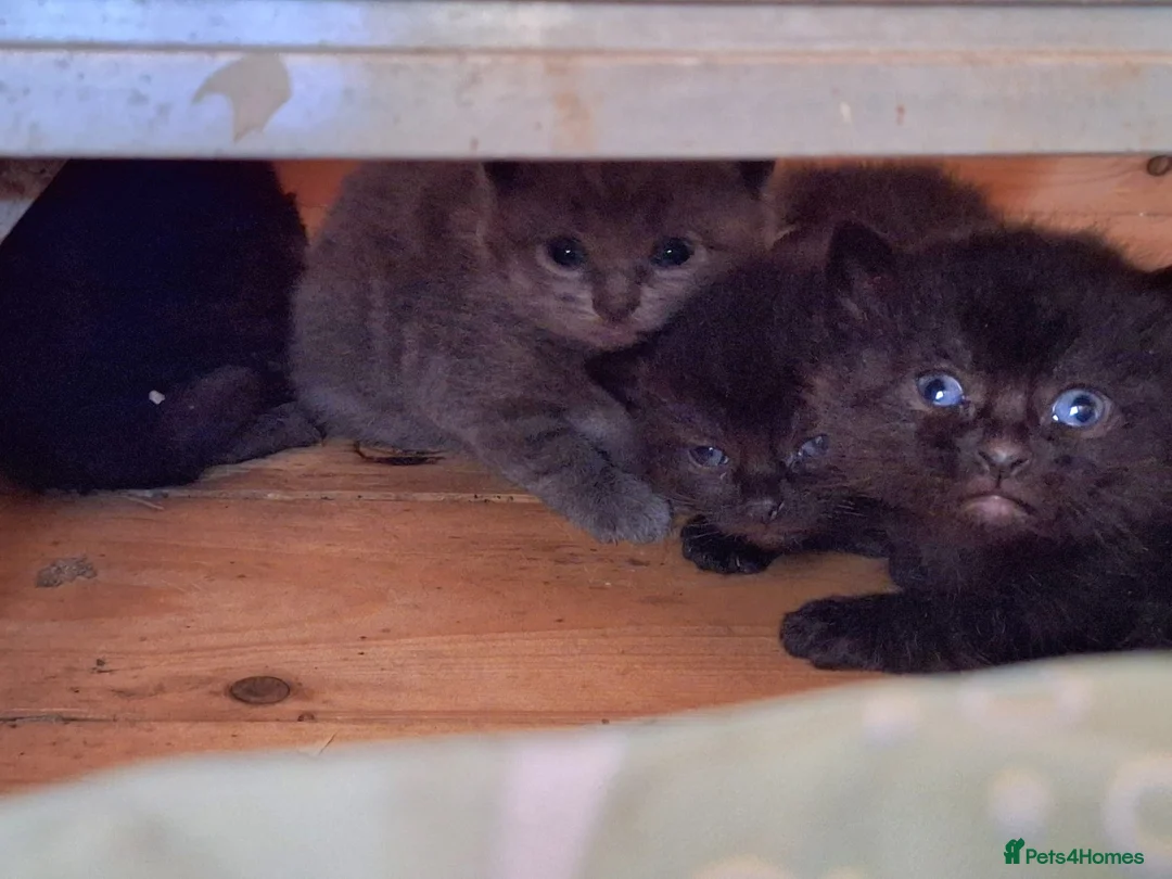 Mixed Breed cats for sale: 4x mixed breed kittens for sale - Advert 5