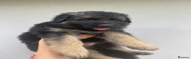 Black and Tan female (Yellow collar)