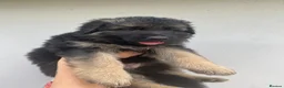 German Shepherd dogs for sale: German Shepherd puppies – Kennel Club registered - Advert 30