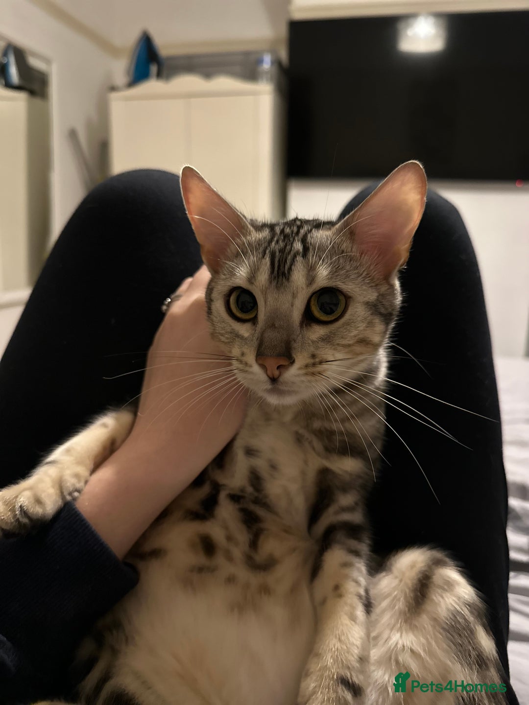 Bengal cats for sale: Full Bengal Female - Advert 1