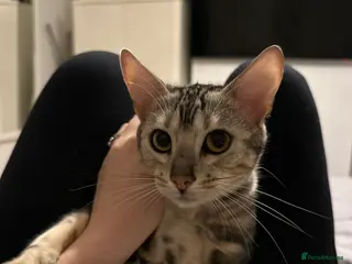 Bengal cats Full Bengal Female - Advert 6