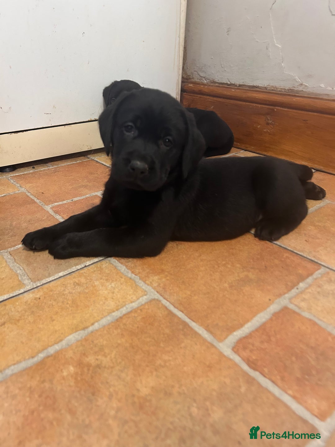 Labrador Retriever dogs for sale: GORGEOUS LITTER OF BLACK LABRADOR PUPPIES!! - Advert 4