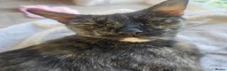 Mixed Breed cats for sale: 2 beautiful all black girls  - Advert 1