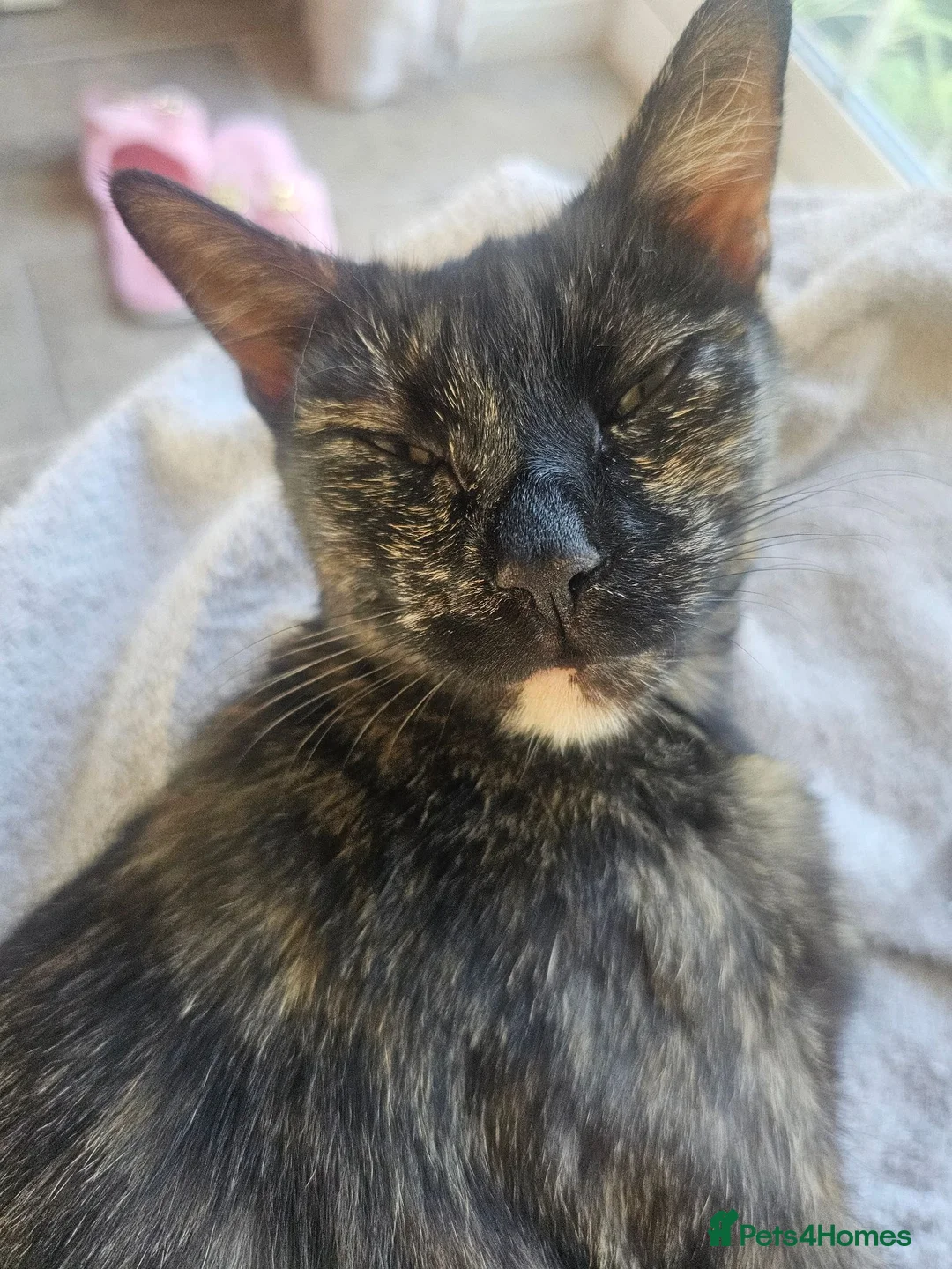 Mixed Breed cats for sale: 2 beautiful all black girls  - Advert 1