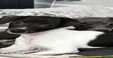 Italian Greyhound dogs - Advert 16