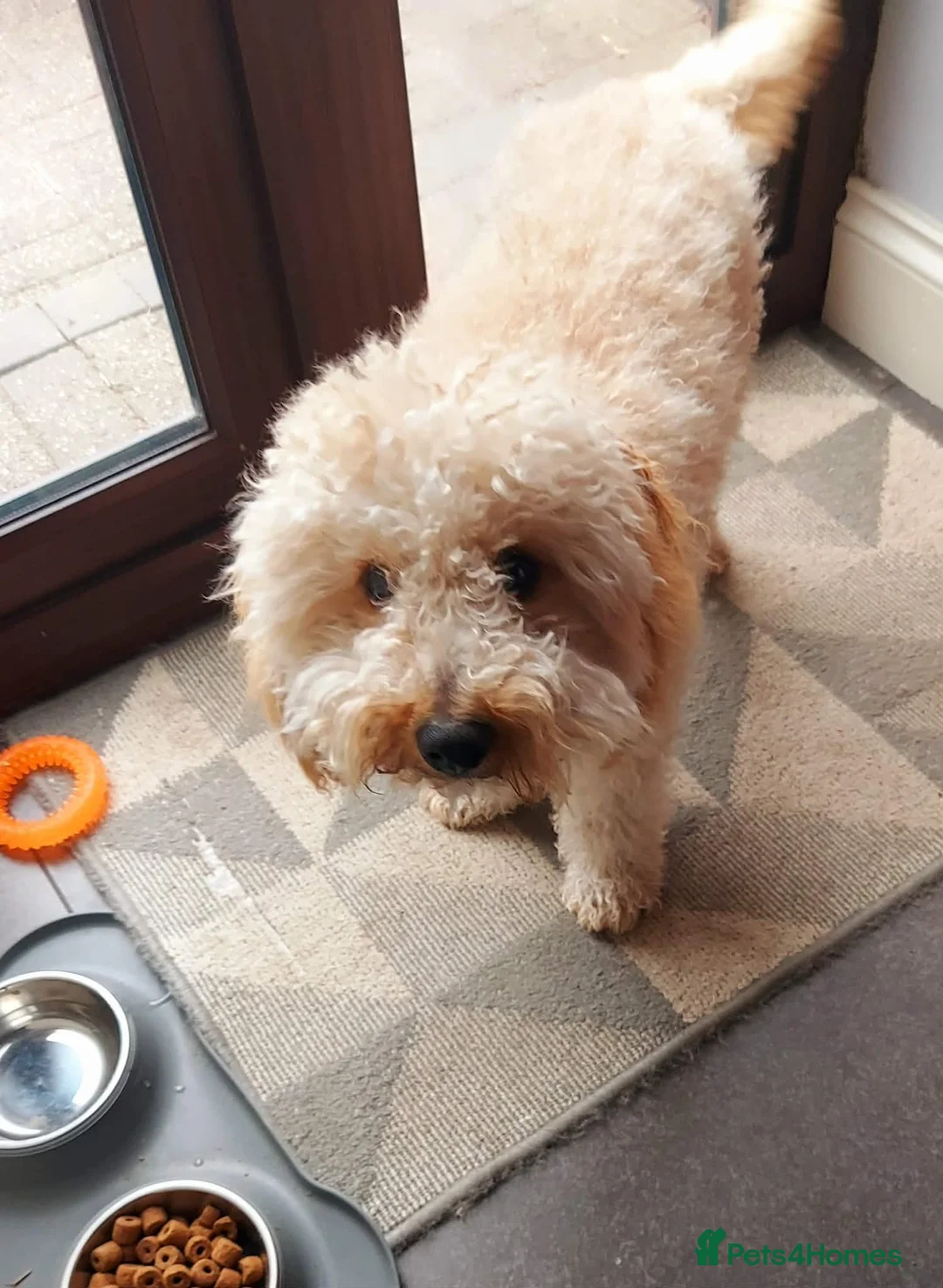 Mixed Breed dogs for sale: Teddy - Advert 1