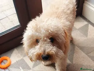 Mixed Breed dogs Teddy - Advert 1