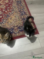 British Shorthair cats - Advert 2