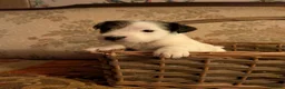 Jack Russell dogs for sale: Traditional Jack Russell terrier pups in Whitchurch - Advert 17