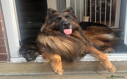 German Shepherd dogs for sale: German Shepherd Puppies  - Image 7