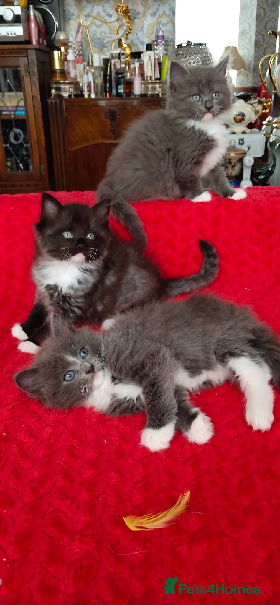 Mixed Breed cats KITTENS - Advert 2