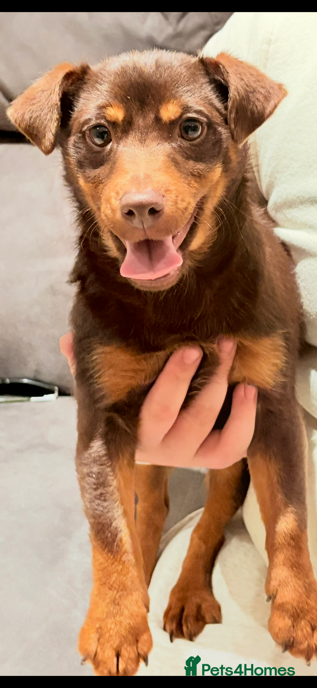 Jack Russell dogs for sale: Jack Russell Boy & Girl  - Advert 5