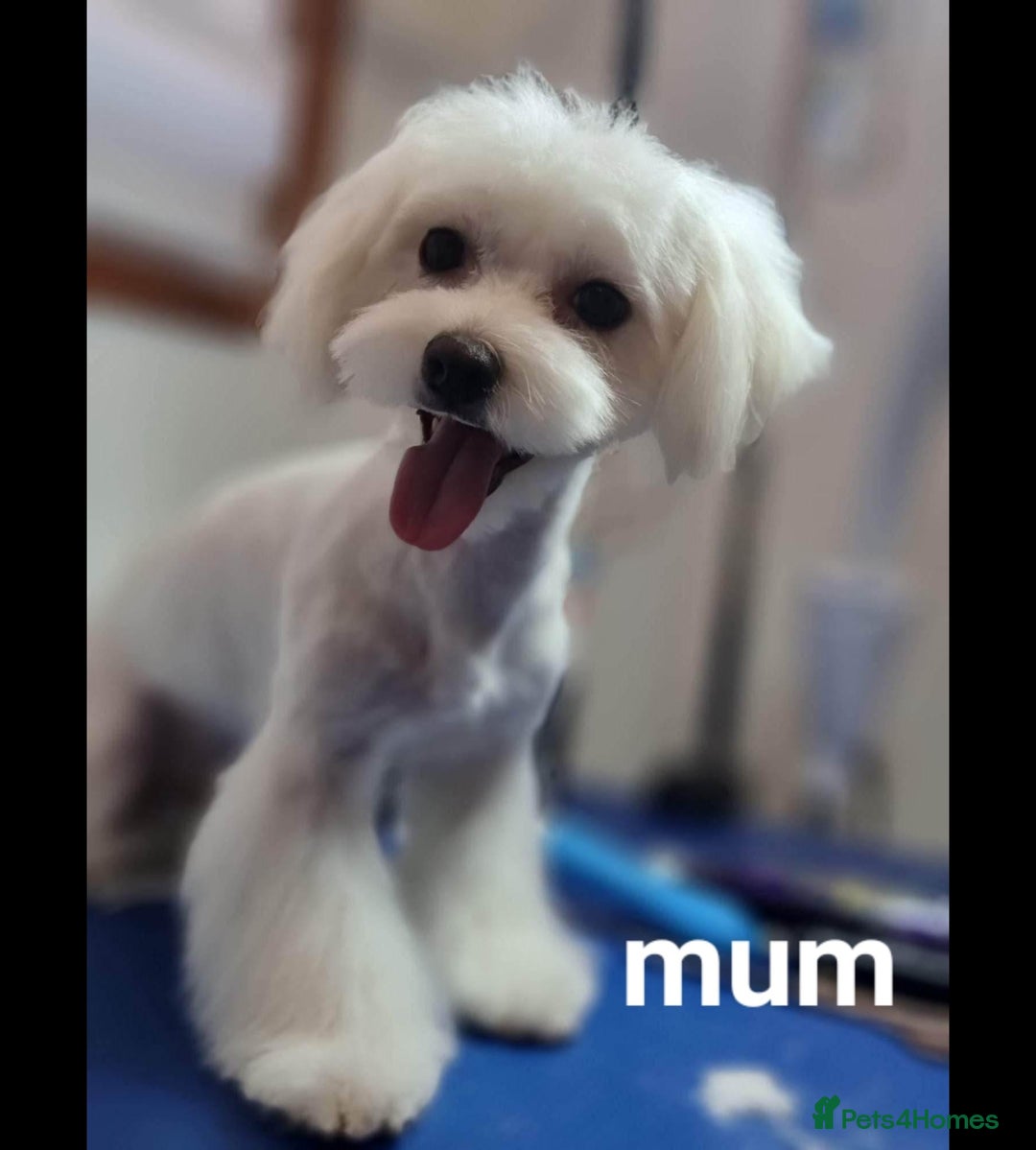 Maltipoo dogs for sale: F1 gorgeous maltipoo puppies - Image 18