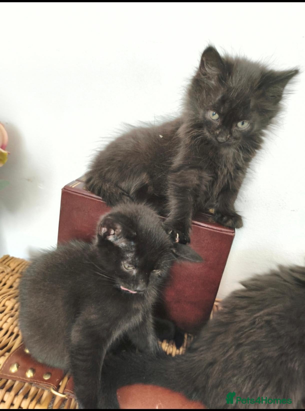 Mixed Breed cats Kittens - Advert 5