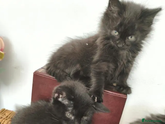 Mixed Breed cats Kittens - Advert 8