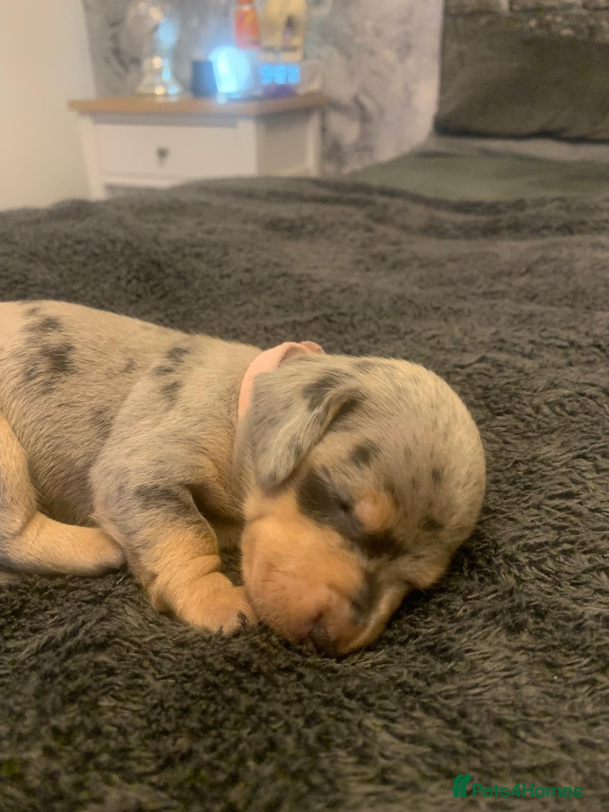 Dachshund dogs Dachshund Puppies(Loverly Colours) - Advert 2