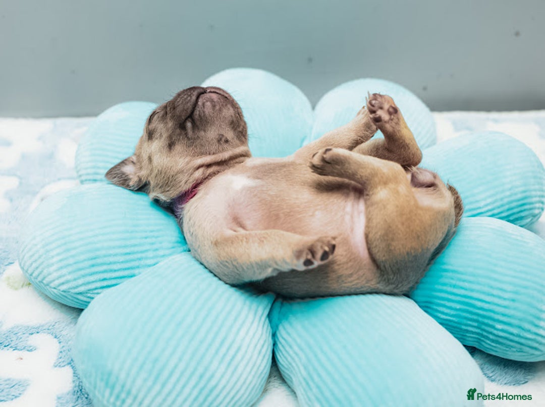 French Bulldog dogs for sale: 5 boys and 3 girls - DEPOSITS BEING TAKEN - Advert 20