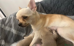Chihuahua dogs for sale: Stunning smooth coat chihuahua puppies  - Image 18