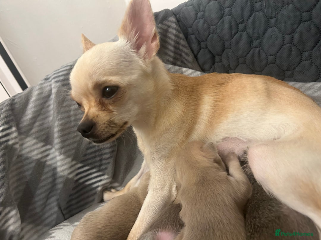 Chihuahua dogs for sale: Stunning smooth coat chihuahua puppies  - Image 18
