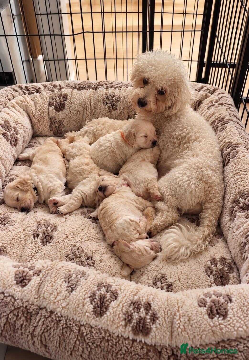 Poochon dogs 🐶 Poochon Toy Puppies Looking for Their Homes ❤️ - Advert 2