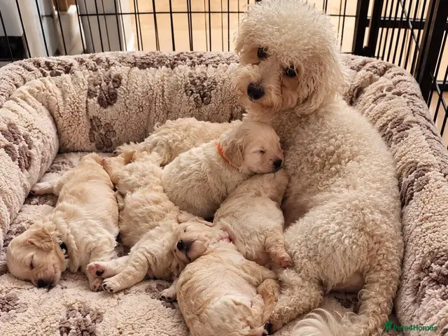 Poochon dogs 🐶 Poochon Toy Puppies Looking for Their Homes ❤️ - Advert 2