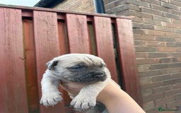 Cane Corso dogs for sale: cane corso pups - Image 21