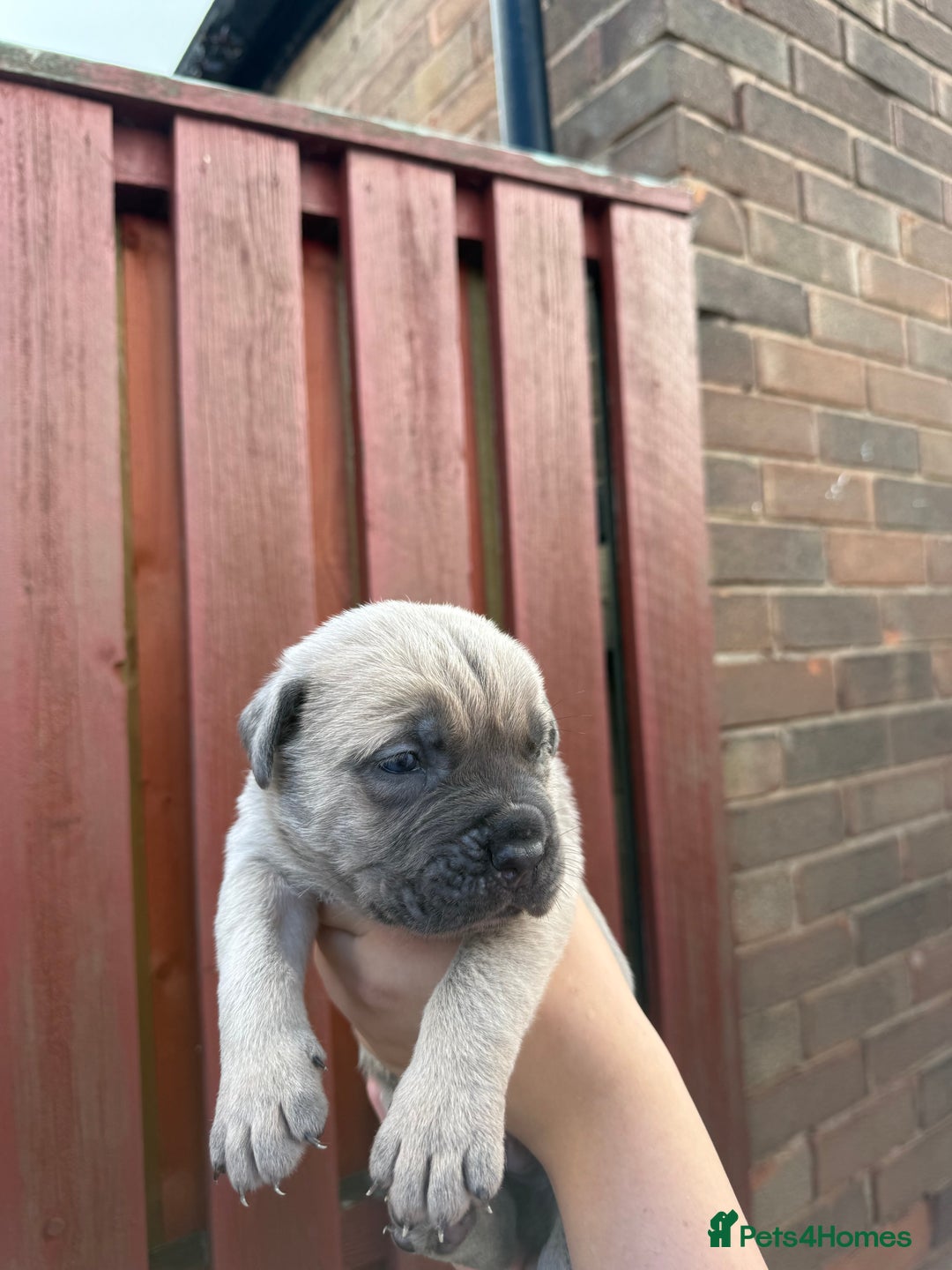 Cane Corso dogs for sale: cane corso pups - Image 21