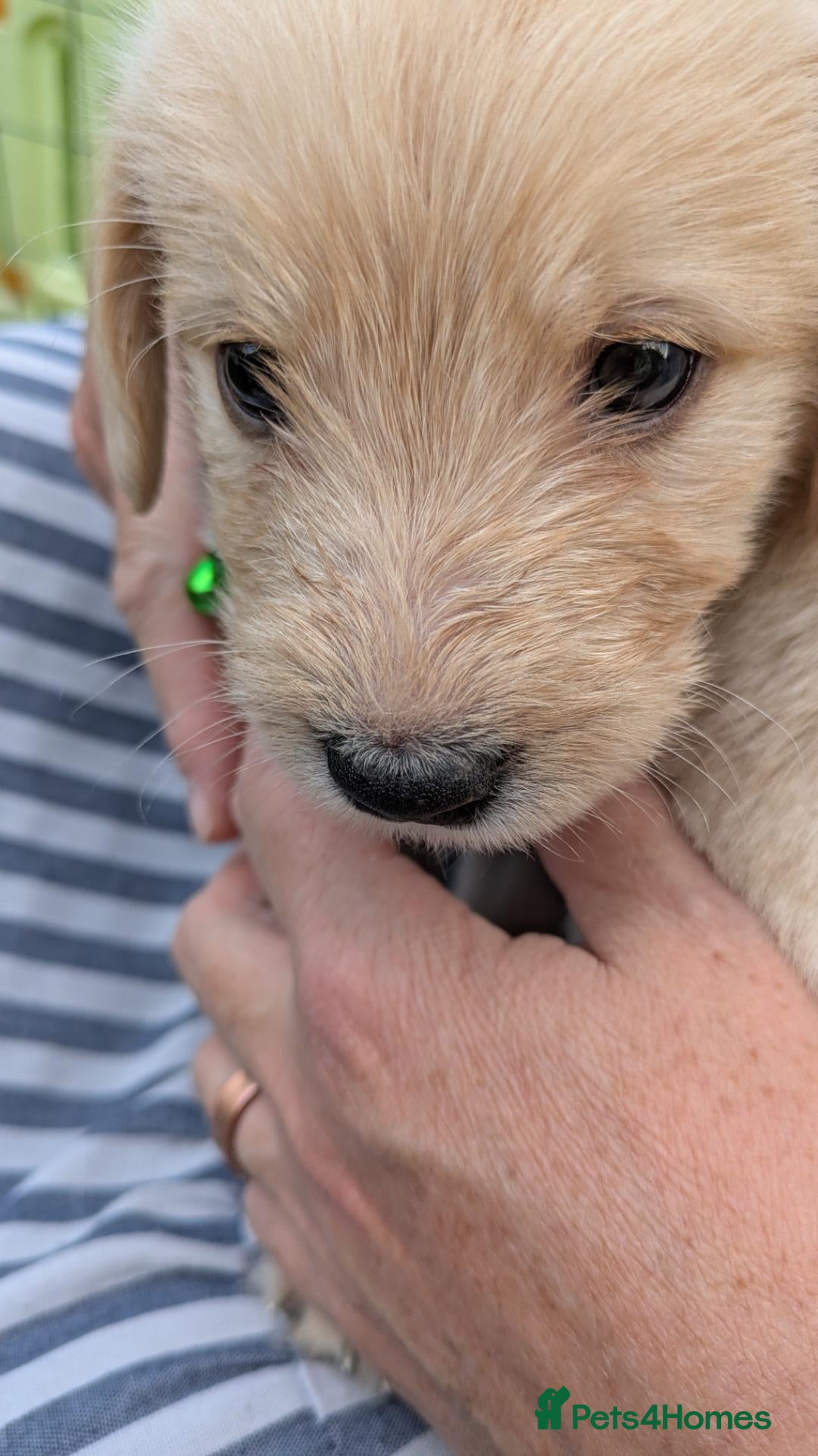Labradoodle dogs Golden Labradoodle / Doubledoodle Puppies Viewings - Advert 2