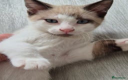 Snowshoe cats for sale:  pedigree Tica reg  snowshoes ready now - Image 21