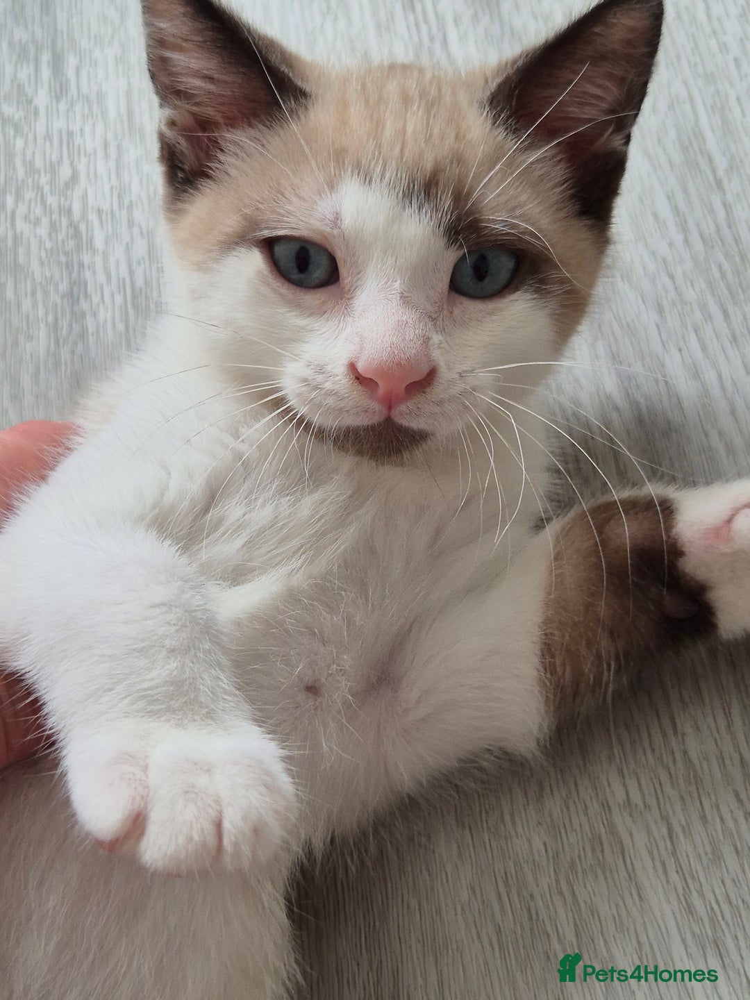 Snowshoe cats for sale:  pedigree Tica reg  snowshoes ready now - Image 21
