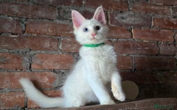 Maine Coon cats for sale: Reduced price- Last 2x Kittes - TICA MaineCoon - Image 22