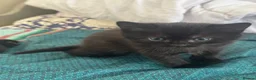Domestic Shorthair cats for sale: White and black kittens (Currently 1 month) in Croydon - Advert 17