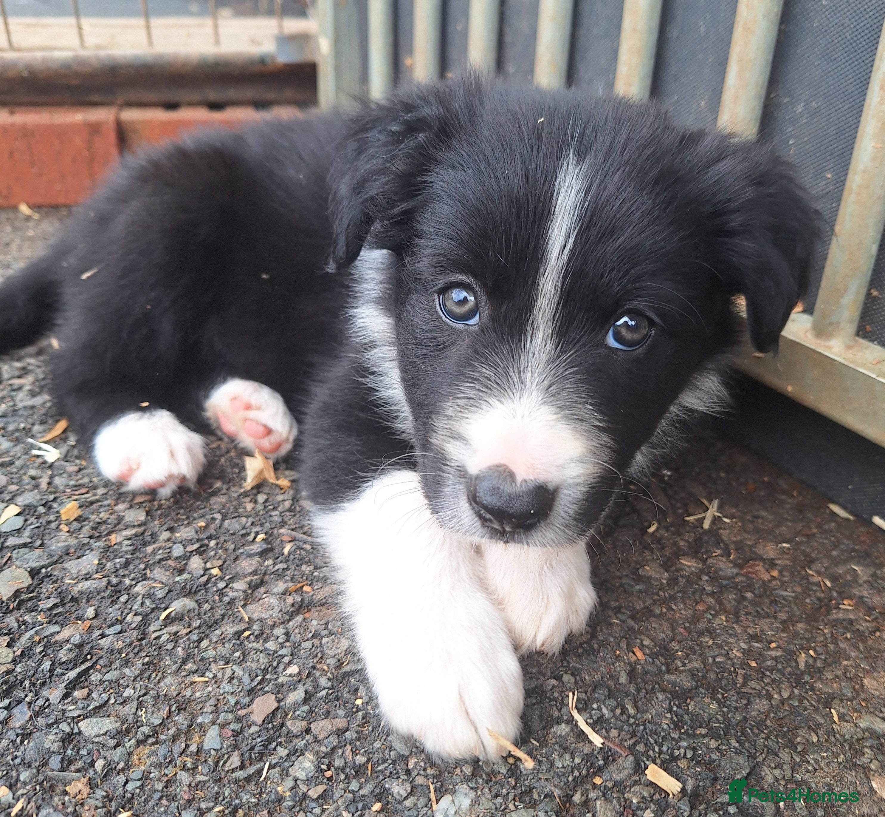 Border Collie dogs READY NOW! Beautiful fluffy Collie Pups for Sale - Advert 2