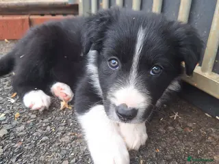 Border Collie dogs READY NOW! Beautiful fluffy Collie Pups for Sale - Advert 2