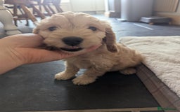 Cockapoo dogs for sale: Cockapoo Girl - Image 9