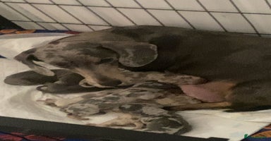 Dachshund dogs - Advert 12