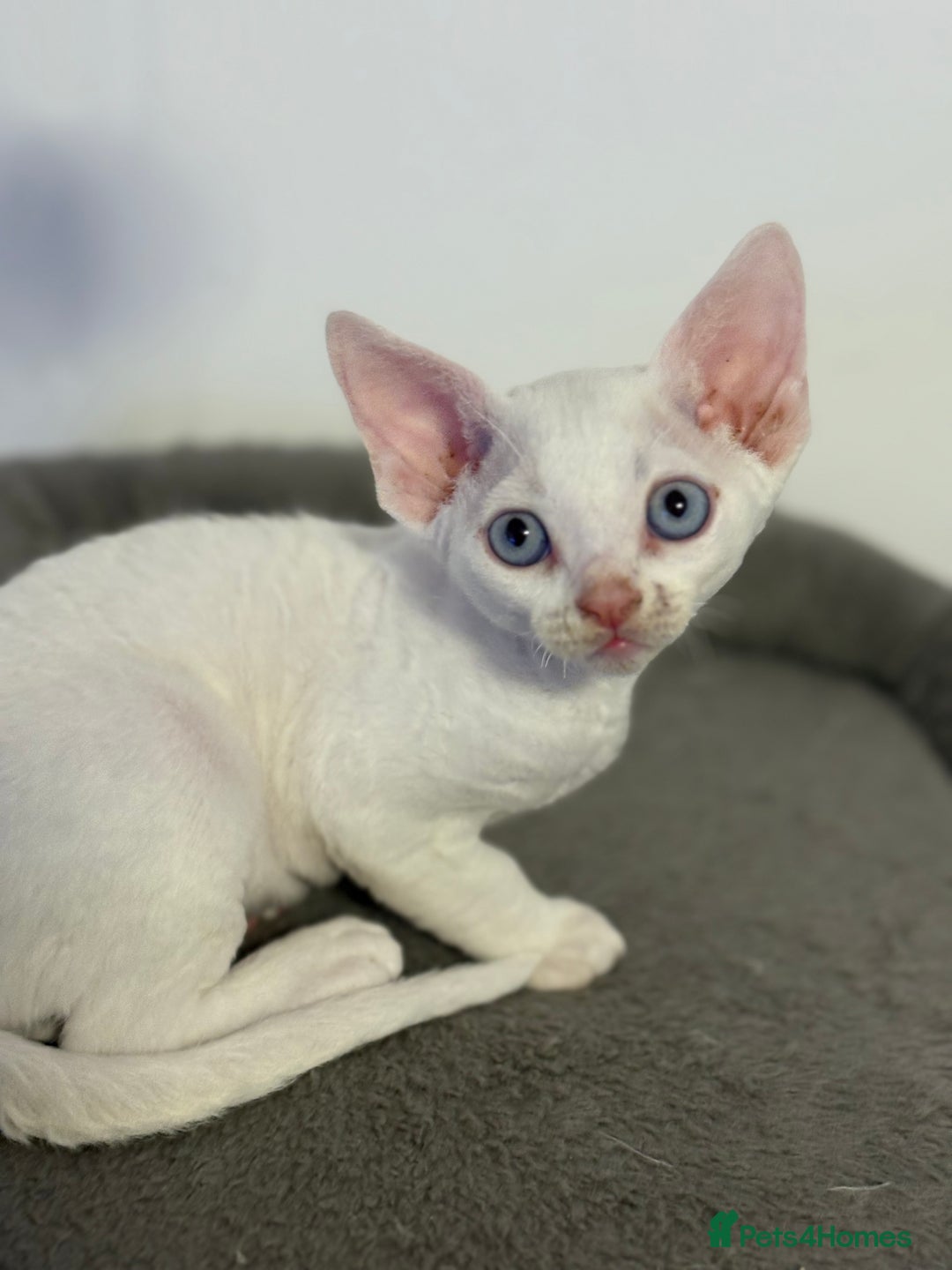Devon Rex cats for sale: ❤️2 male Devon rex available 😻 - Image 29
