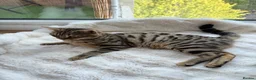 Bengal cats for sale: 🐆 STUNNING BENGAL CROSS FEMALE  - Advert 11