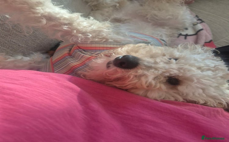 Toy Poodle dogs Toy poodle boy  - Advert 15