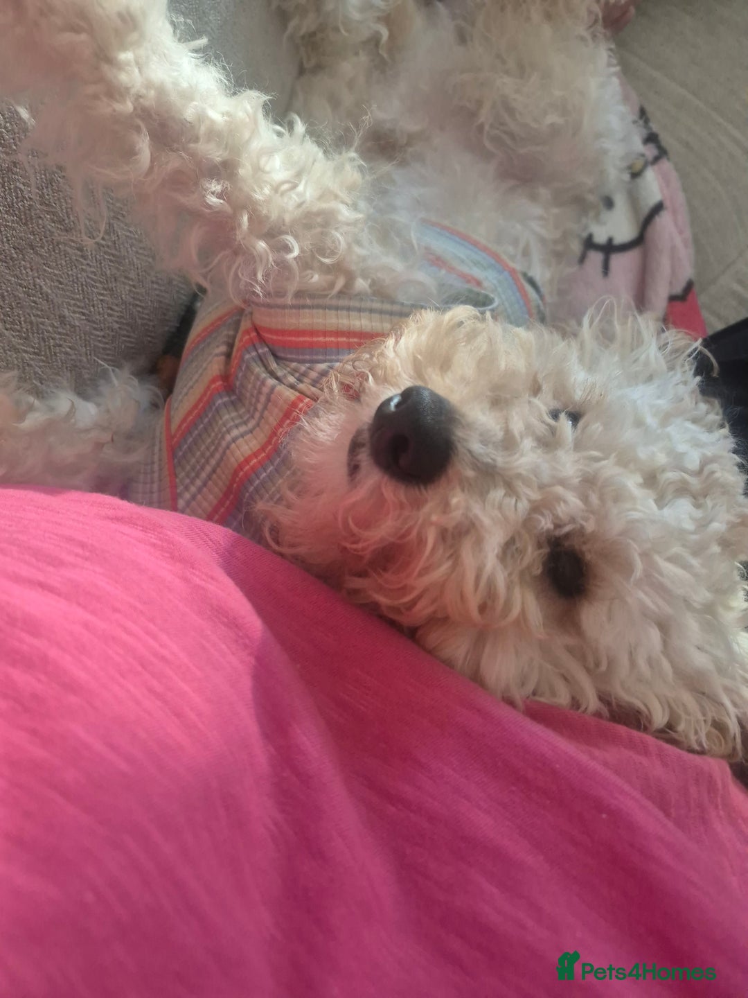 Toy Poodle dogs for sale: Toy poodle boy  - Advert 2