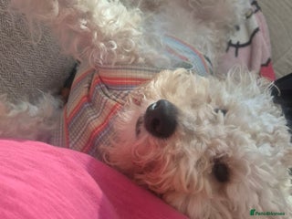 Toy Poodle dogs Toy poodle boy - Advert 14