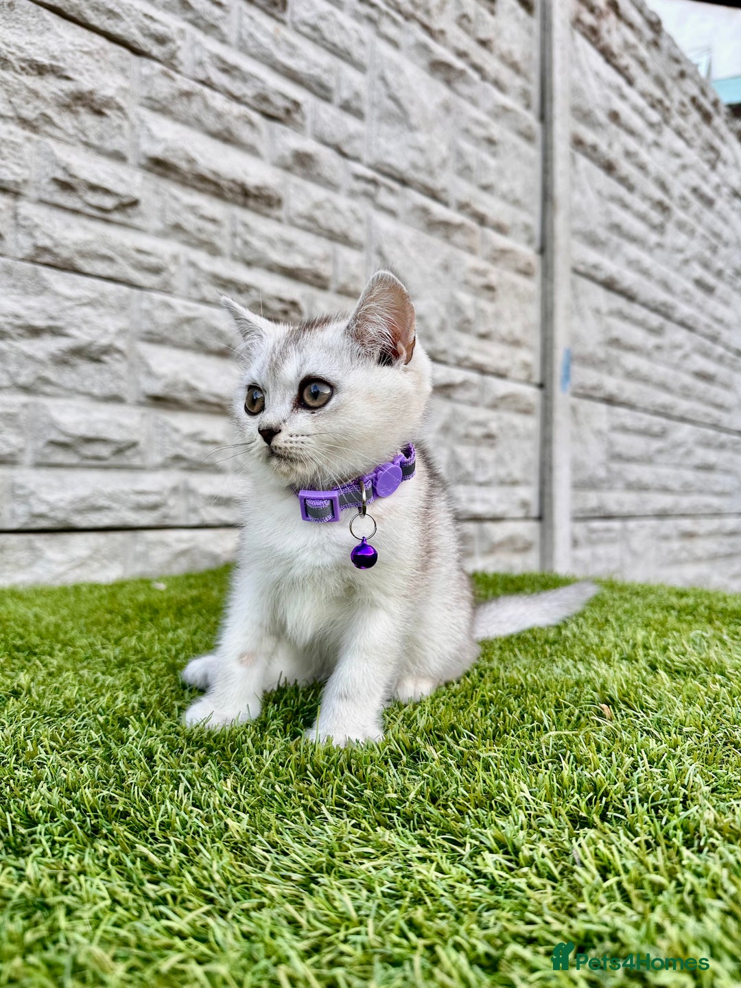 British Shorthair cats for sale: Silver Ticked British ShortHair Kittens TICA - Image 4